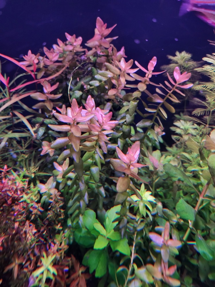 *New*Aquatic Plant Pack (Low Tech)
