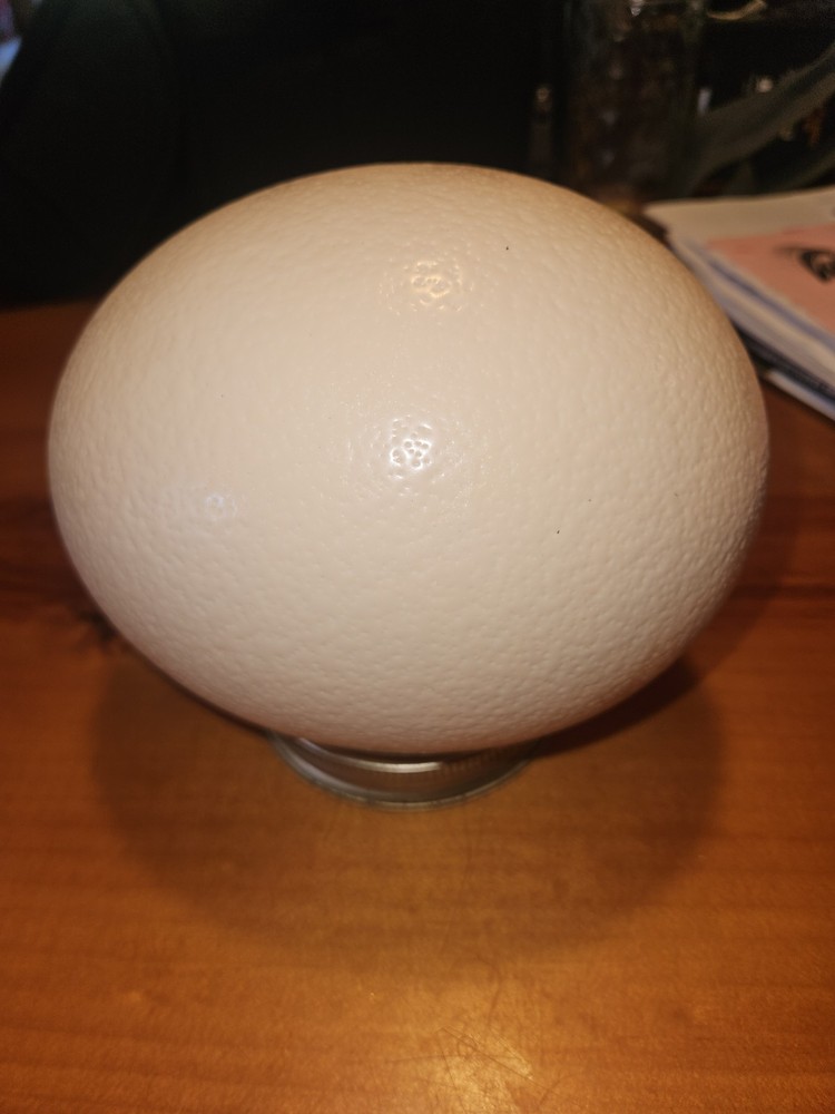 Ostrich Egg For Eating, Medium Size