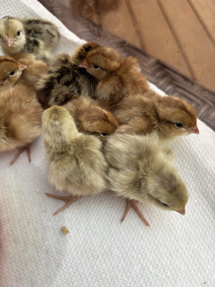 12+ Mixed Bobwhite Hatching Eggs
