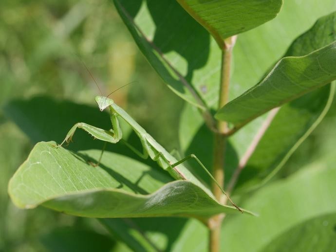 Praying Mantis Ootheca