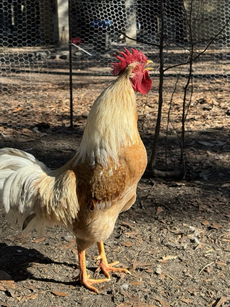 Surprise Blue Green And Brown Hatching Eggs RANDOM ASSORTMENT