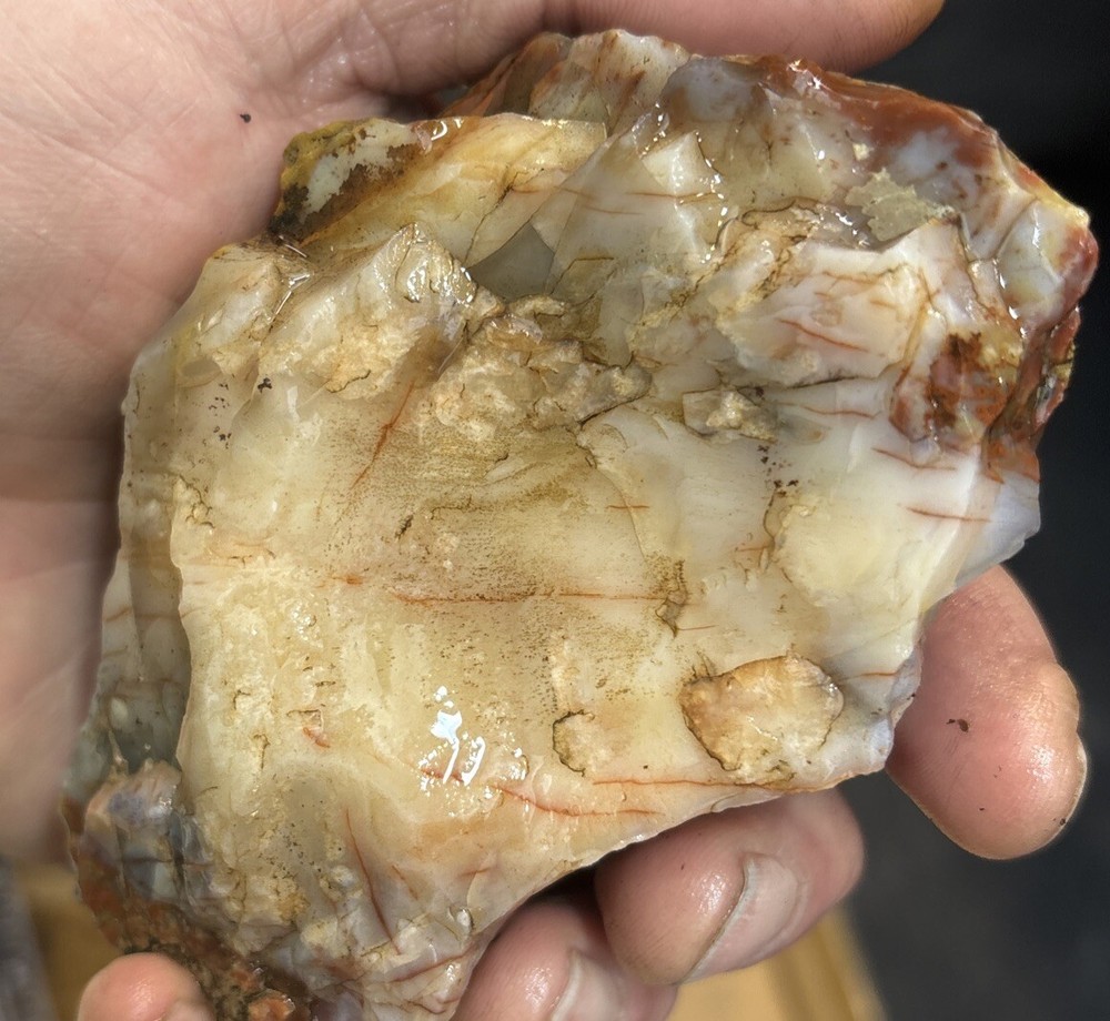 Colorful petrified wood