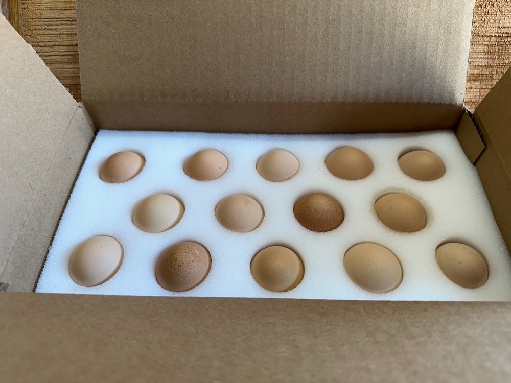 6 SETS - 14 Hole Foam Egg Shipper with Extra Thick Padding!