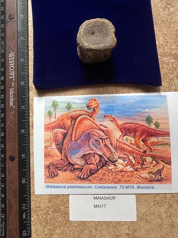 Genuine Hadrosaur vertebrae