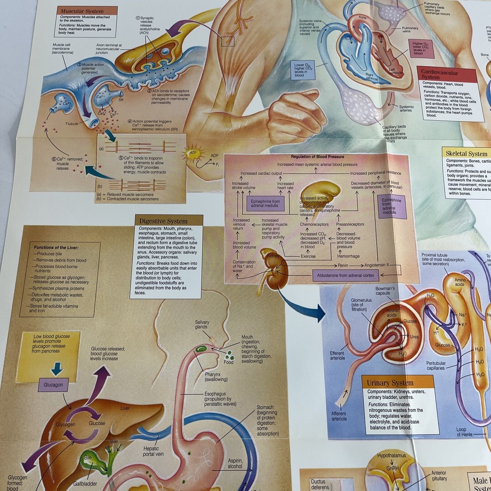WALL CHART Physiological Interactions 21x32 8 Fold-out Panels 1989 poster