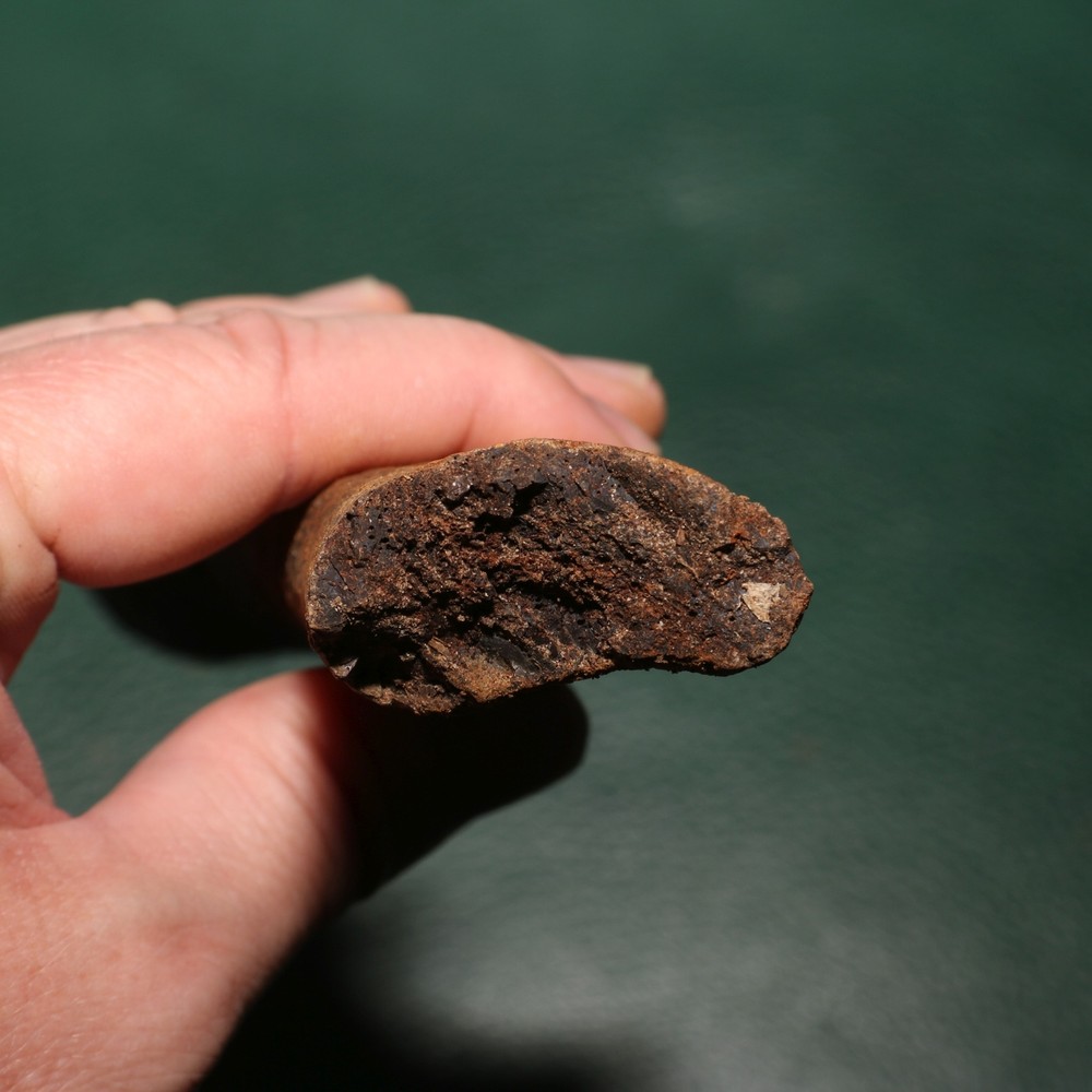 Dinosaur Rib Section Bone Authentic Fossil - Hell Creek Formation BEAUTIFUL