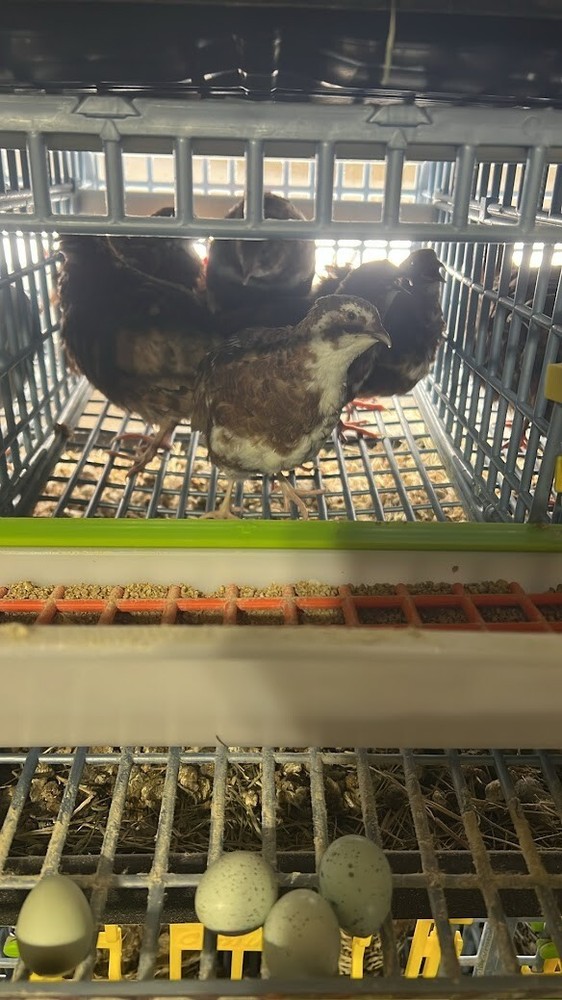 20+ Celadon Blue Quail Mix Jumbo Hatching Eggs, NPIP & PT Tested