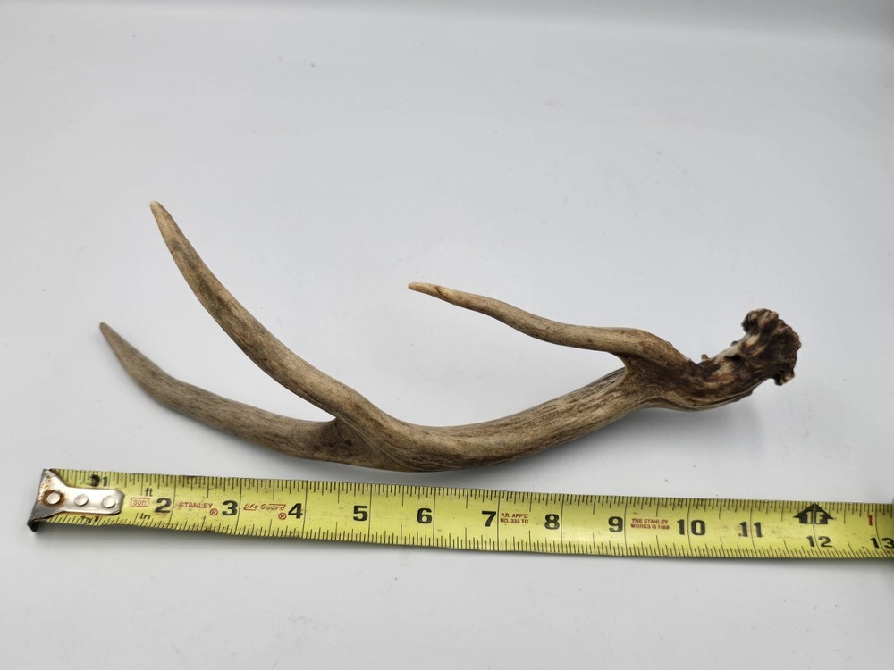 Unique deer antler shed ✅️