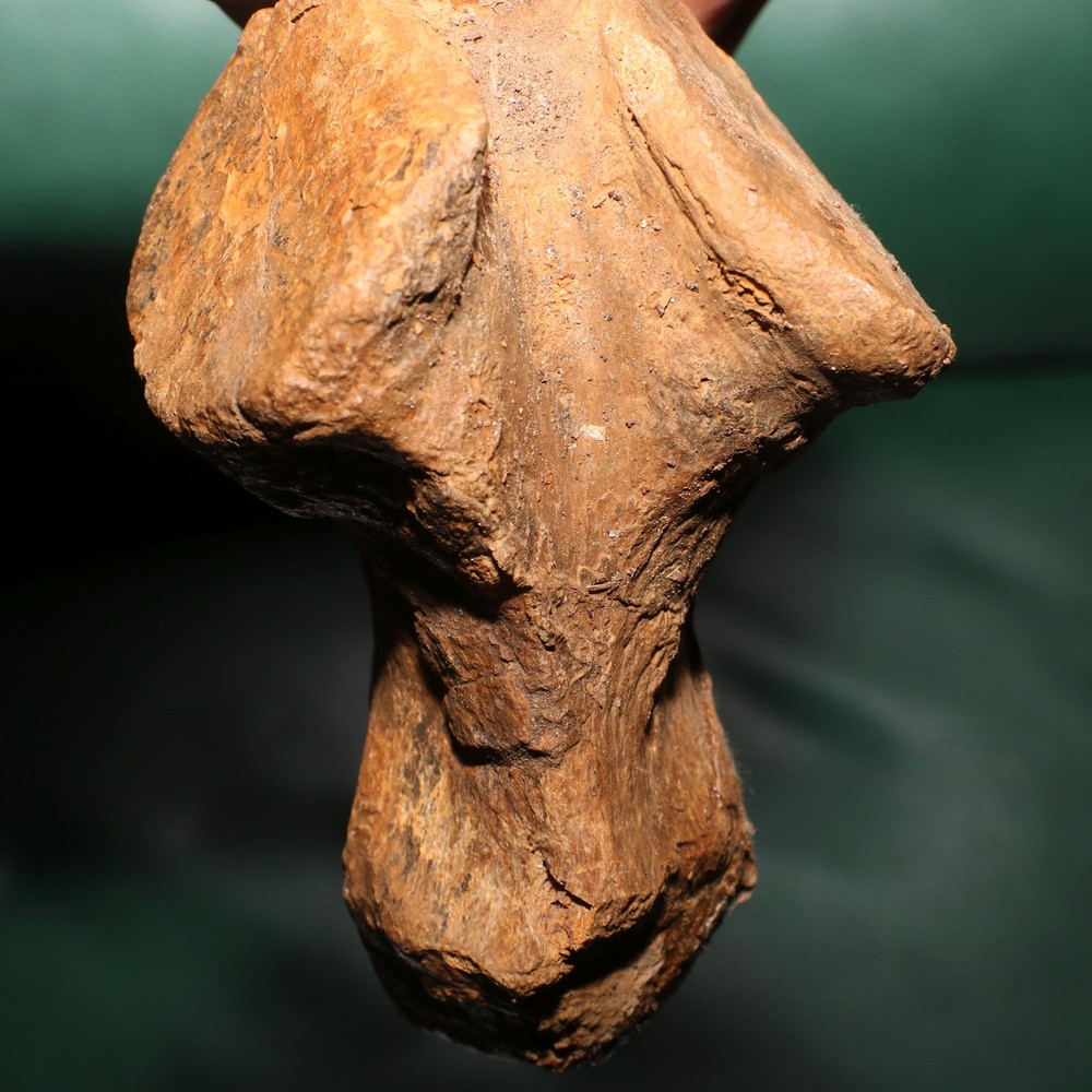Triceratops Syncervical Vertebra Process Section Hell Creek Formation Cretaceous