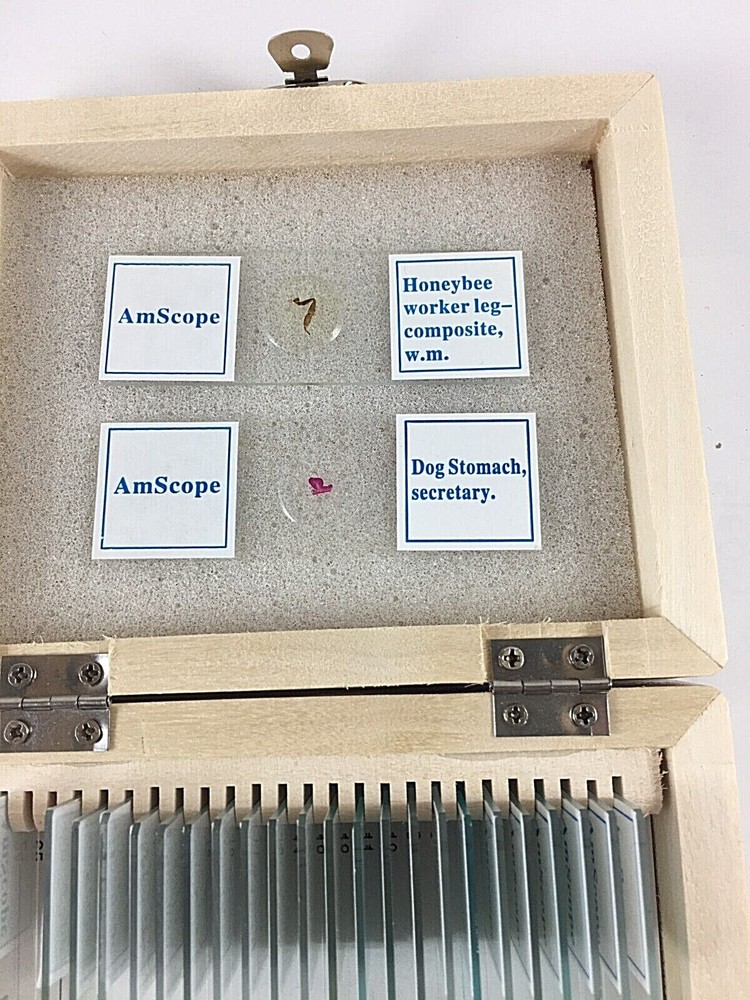 AmScope 25 Prepared Biology Microscope Slides