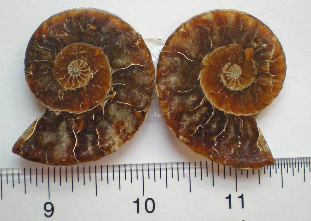 Opalized Ammonite Specimen from Madagascar r976h