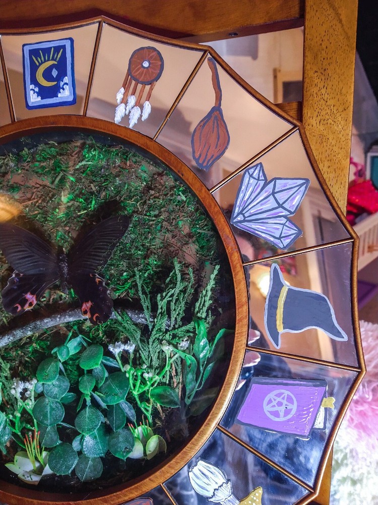 butterfly display