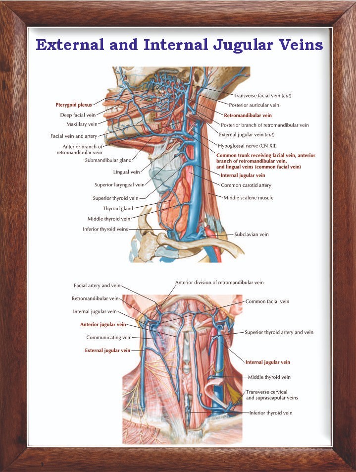 External and Internal Jugular Veins Chart 12x18 inches