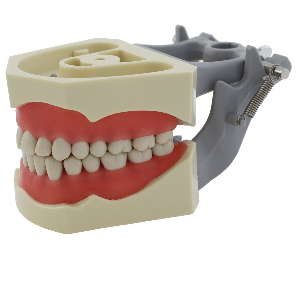 Columbia Dentoform 860 Dental Typodont Model 32pcs Removable Teeth Mounting Pole