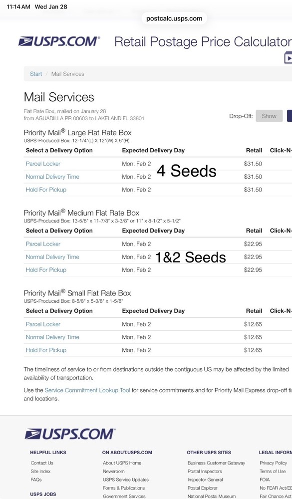 Dwarf Organic Coconut seeds sprouted 2