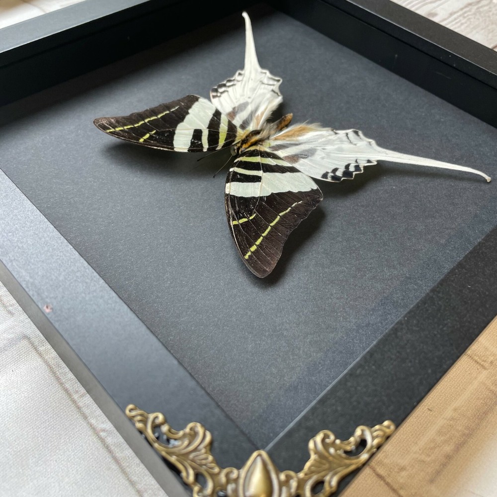 Giant Swordtail Butterfly (Graphium androcles) Swallowtail Baroque Display Frame