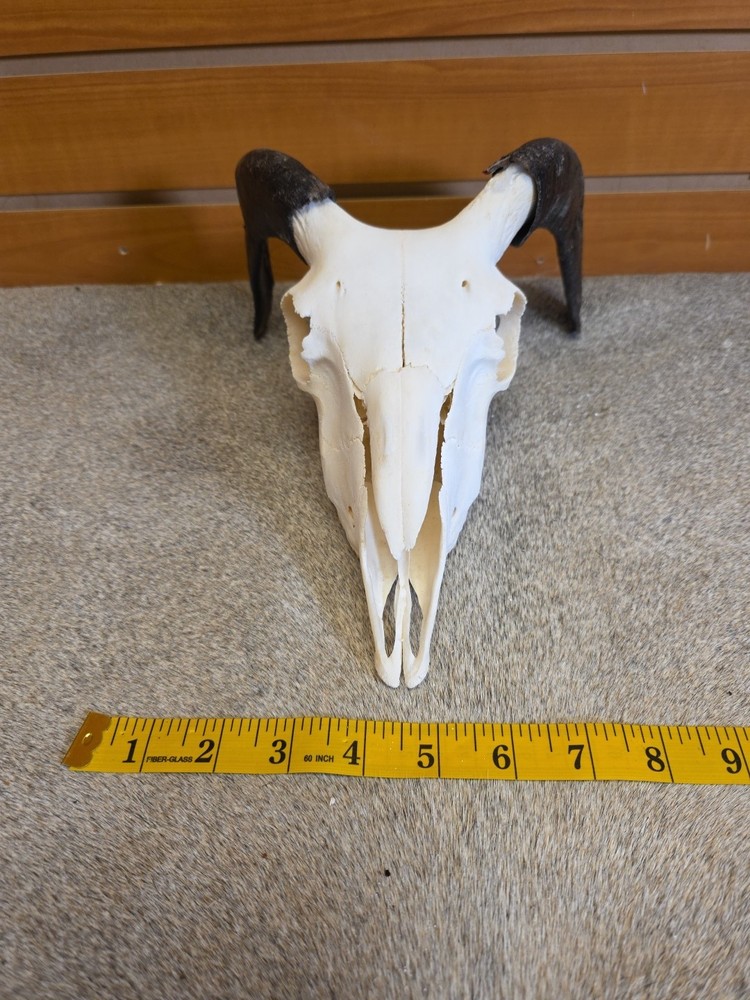 JVBH57 Sheep Ram Skull