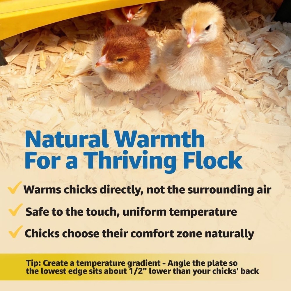 Indoor Poultry Heating Plate, 12 Watt, Adjustable for Comfortable Brooding