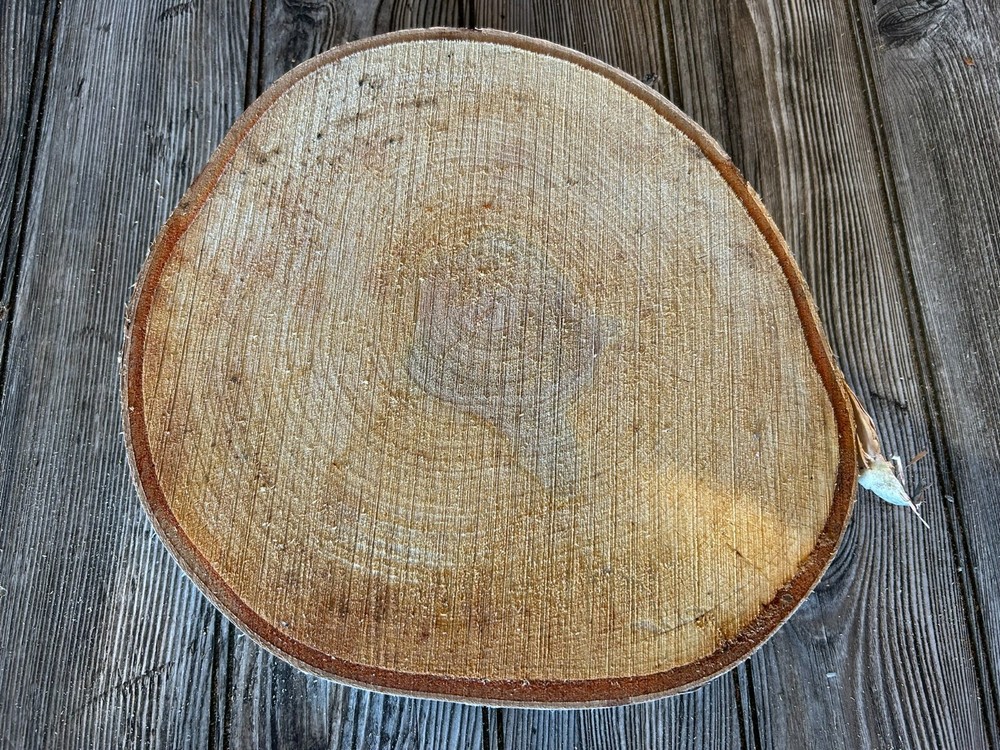 White Birch Slice Approximately 10 Inches Diameter