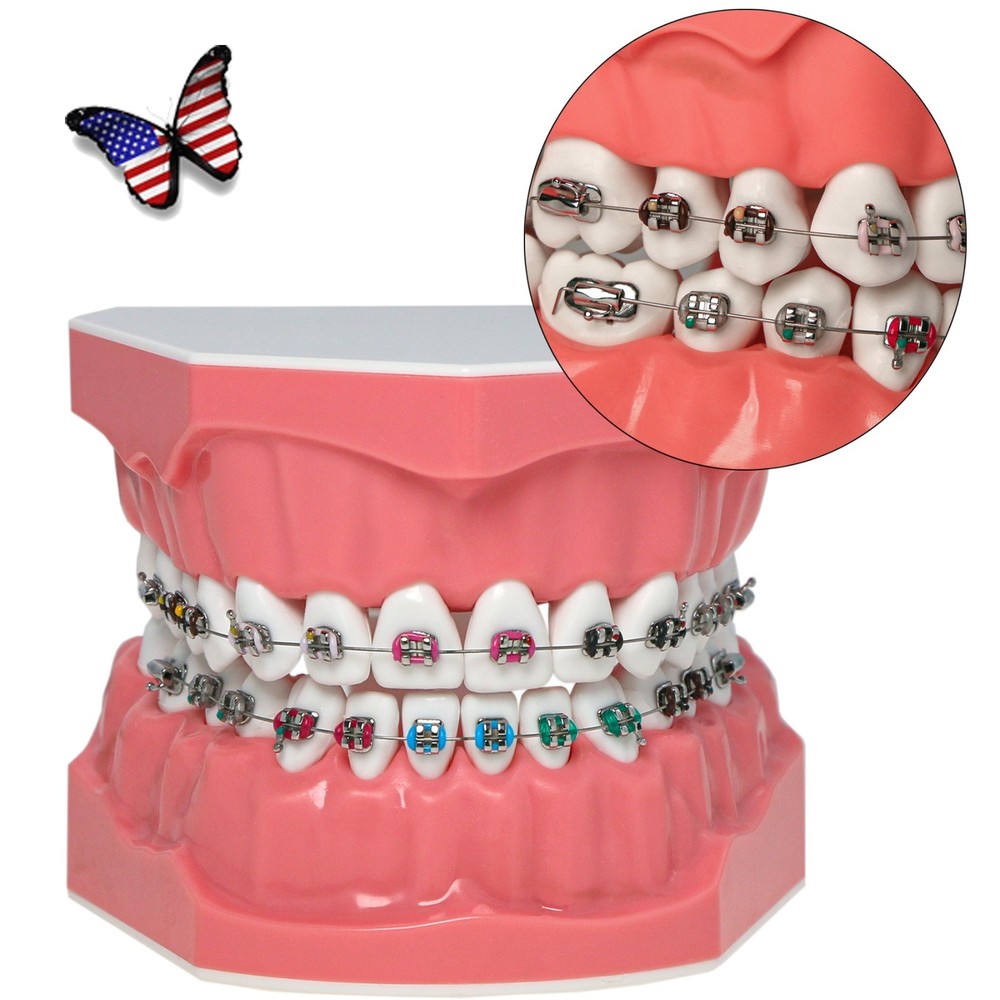 US 1:1 Dental Orthodontic Teeth Model Typodont Demonstration Model with Brackets