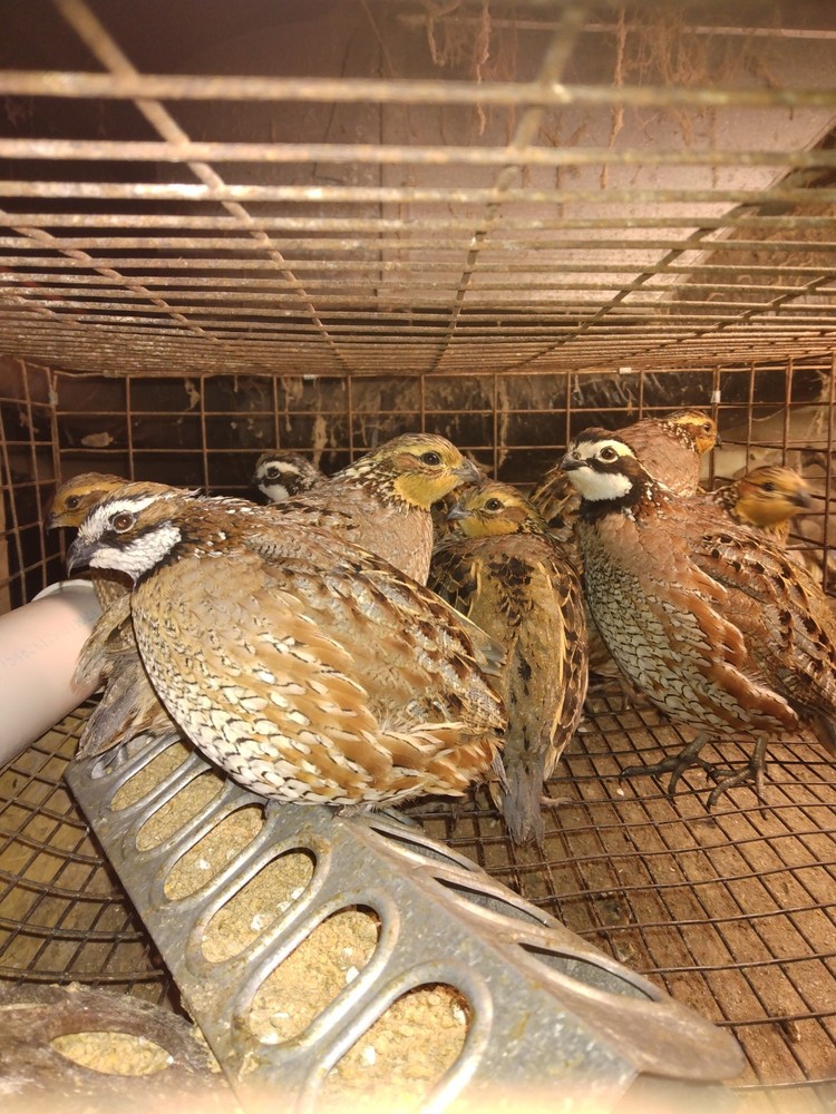 48 bobwhite quail hatching eggs for sale