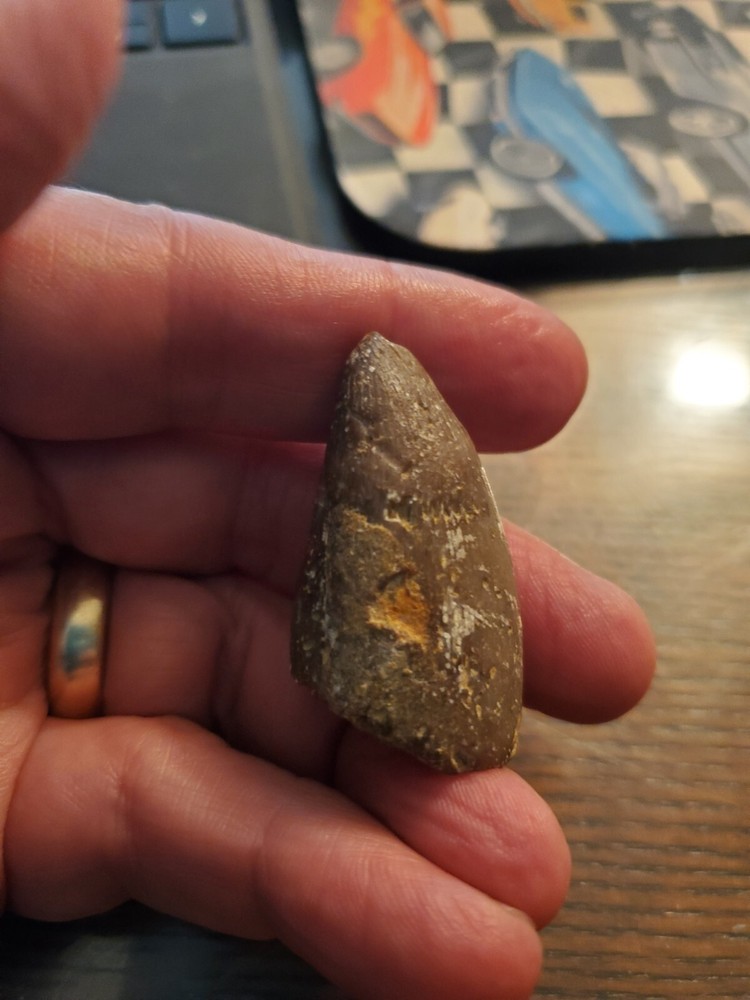 Primitive Ancient Petrified Animal Tooth Prehistoric Dinosaur Unknown
