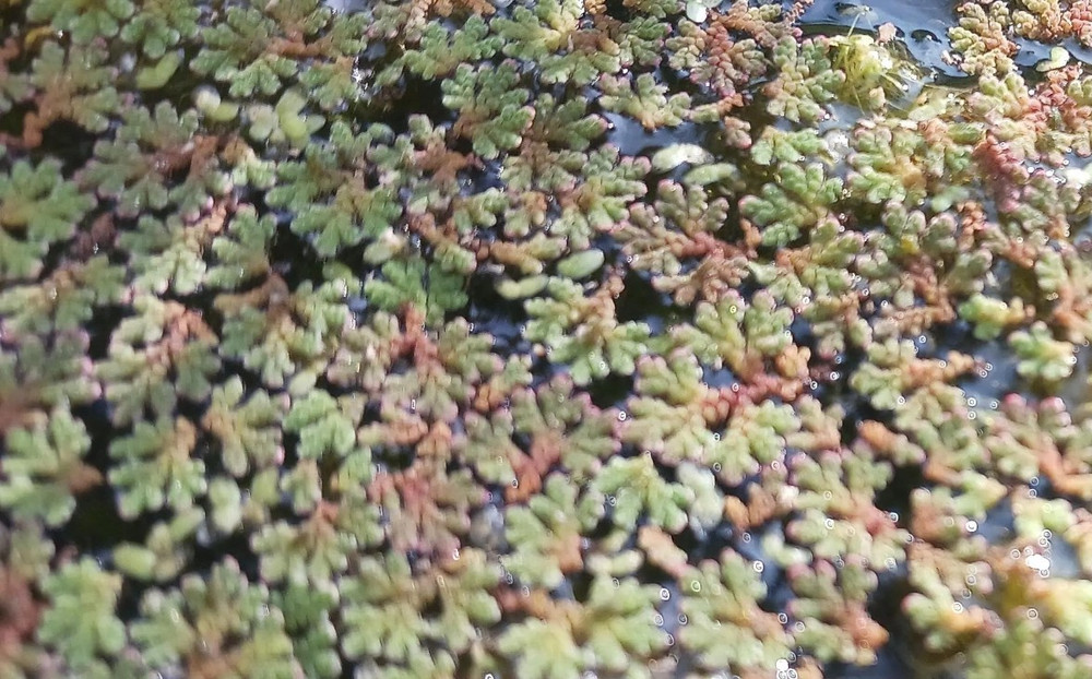 Azolla (Azolla caroliniana) - MINIMUM ORDER (Must order at least 3 ounces).