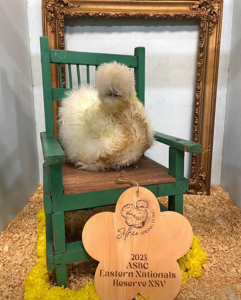 6 quality Silkie Hatching Eggs