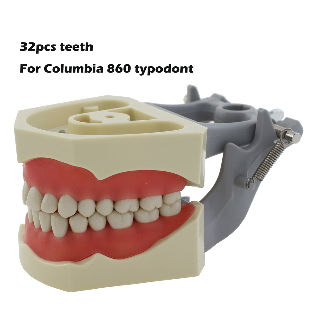 Columbia Dentoform Dental Typodont Model 32pcs Removable Teeth Soft Gingiva