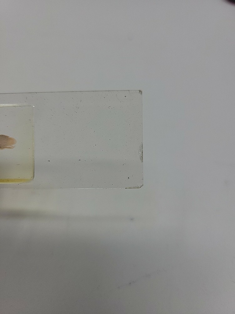 Vintage Microscope Slide 1941