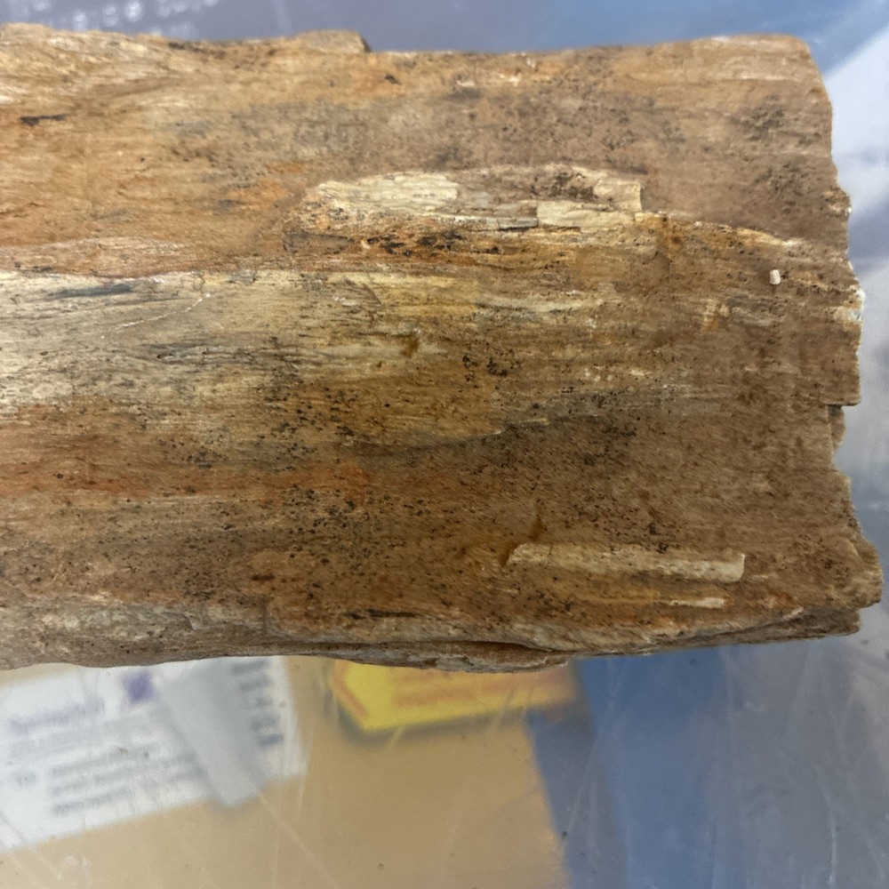 petrified wood rough