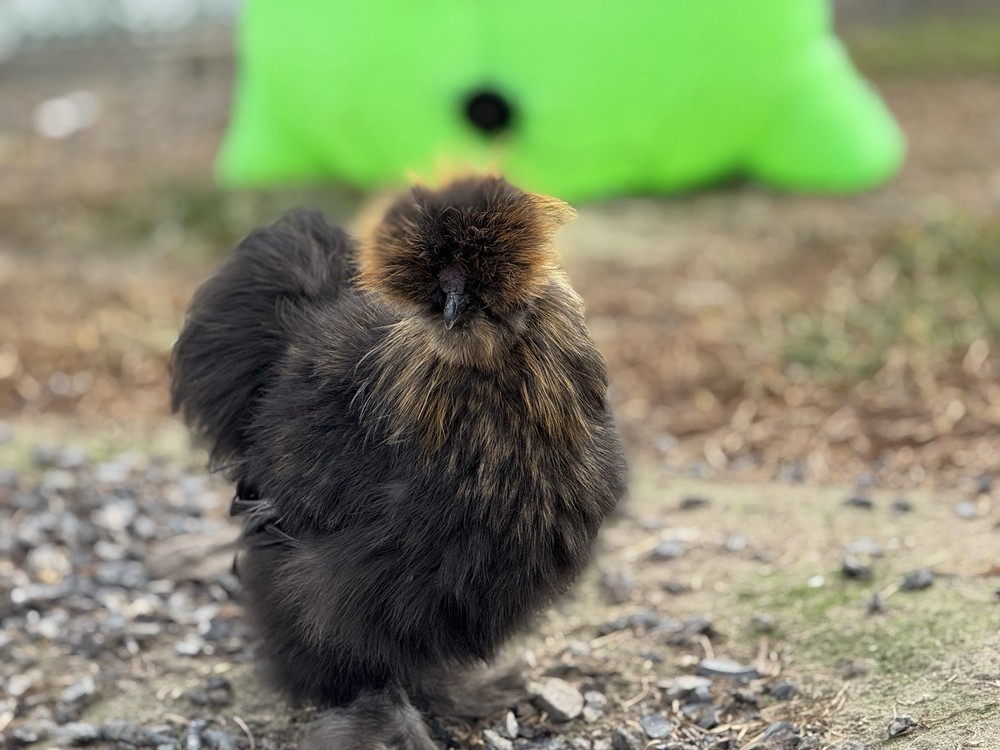 Silkie Chicken Hatching Eggs Assorted Colors