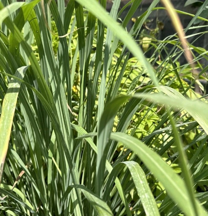 Organic Lemon Grass Leaves Tea Fresh Cut 8oz