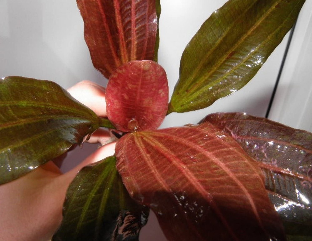 Amazon Sword Echinodorus (Red Pearl) Small