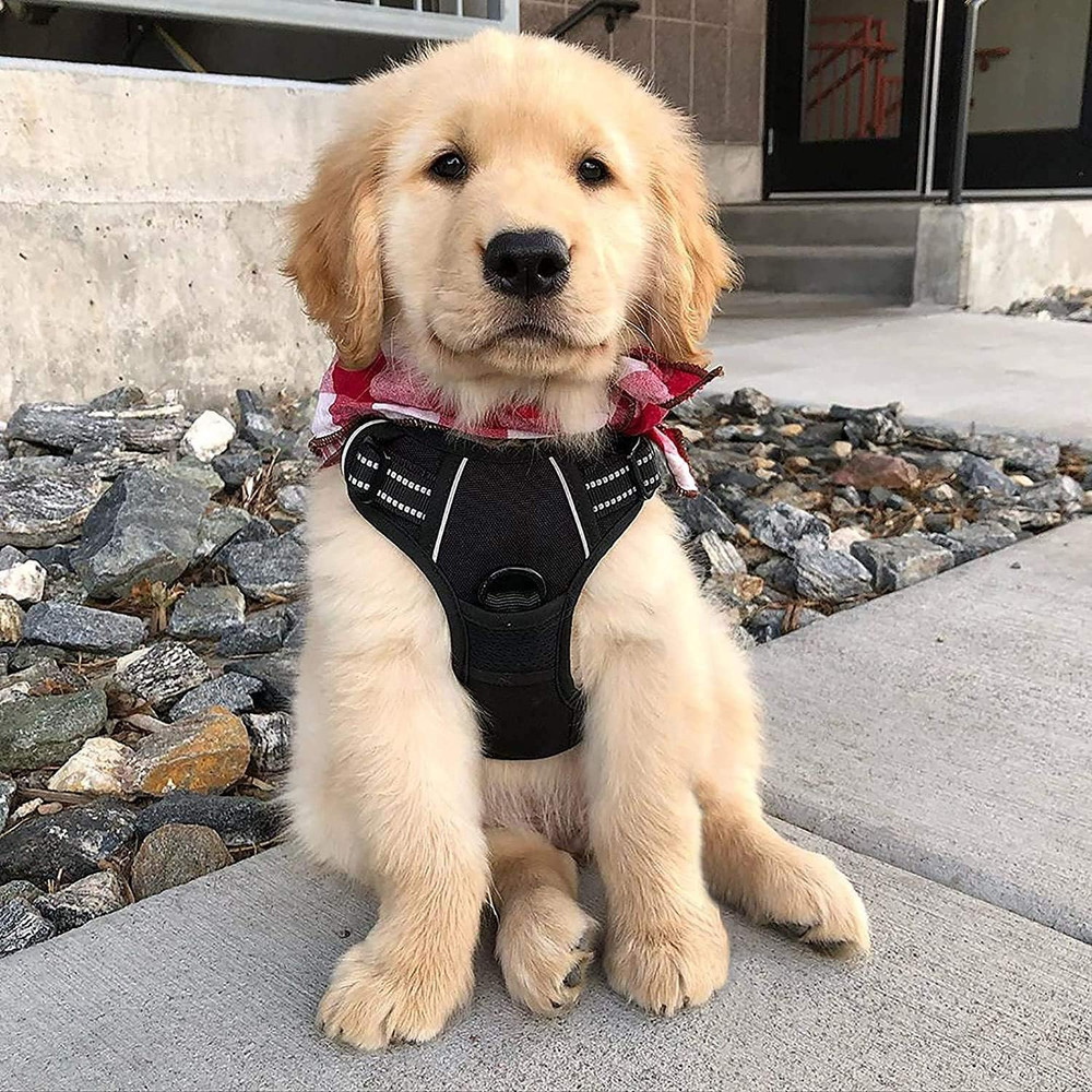 Dog Harness No Pull with 2 Leash Clips, Adjustable Soft Padded, Reflective Oxfor