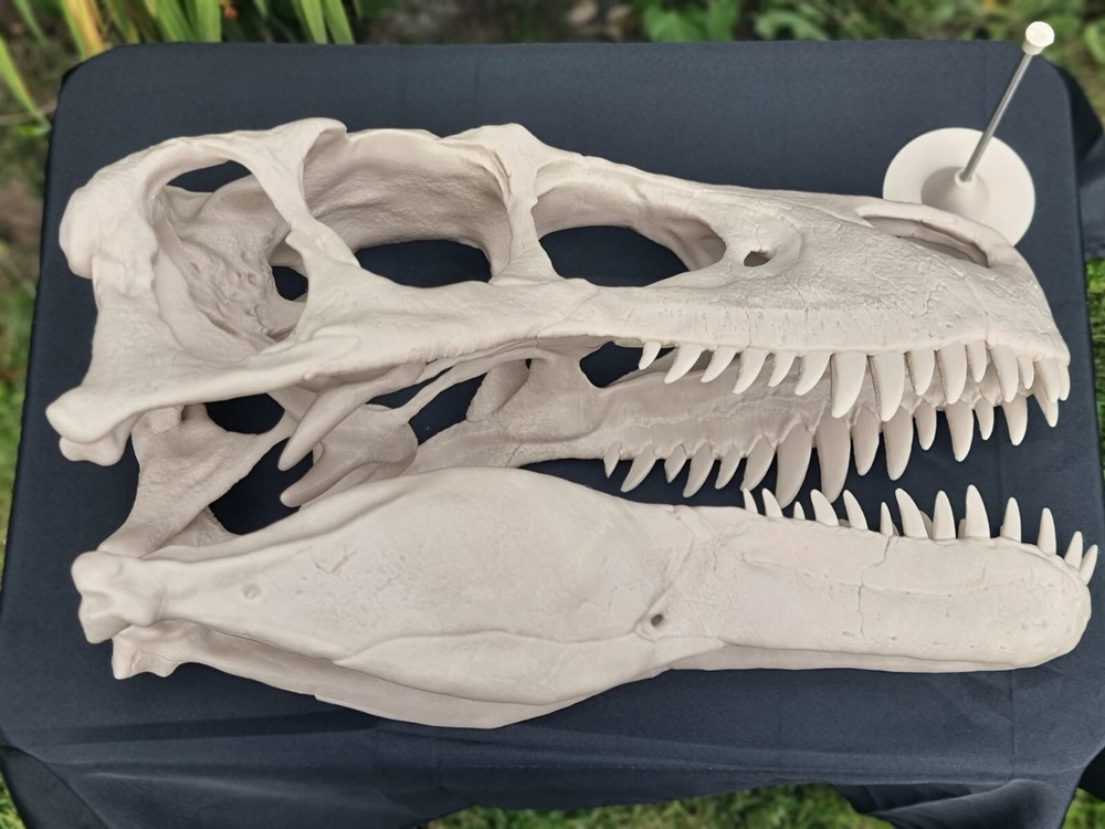 Utahraptor Life-size Dinosaur Replica Skull