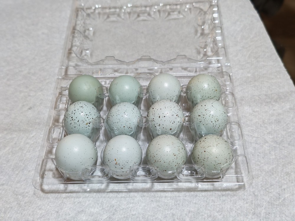 30+ Celadon Coturnix Quail Hatching Eggs