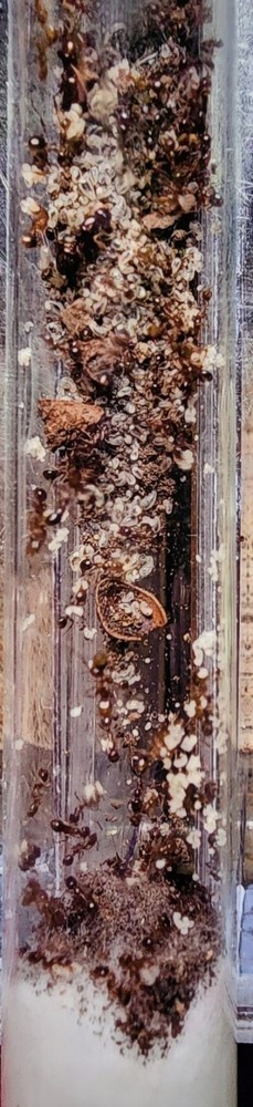 Queen Ant Aphaenogaster occidentalis 2 Queens