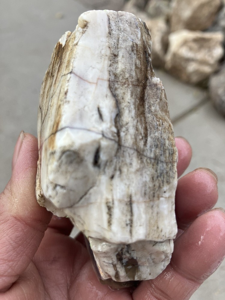 Opalized Petrified Wood