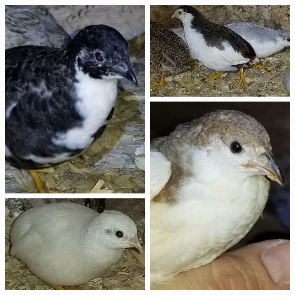20 Button Quail Hatching Eggs