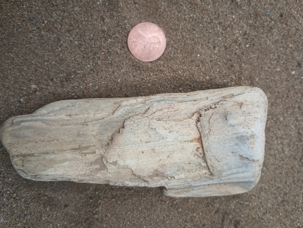 petrified wood white visible grain