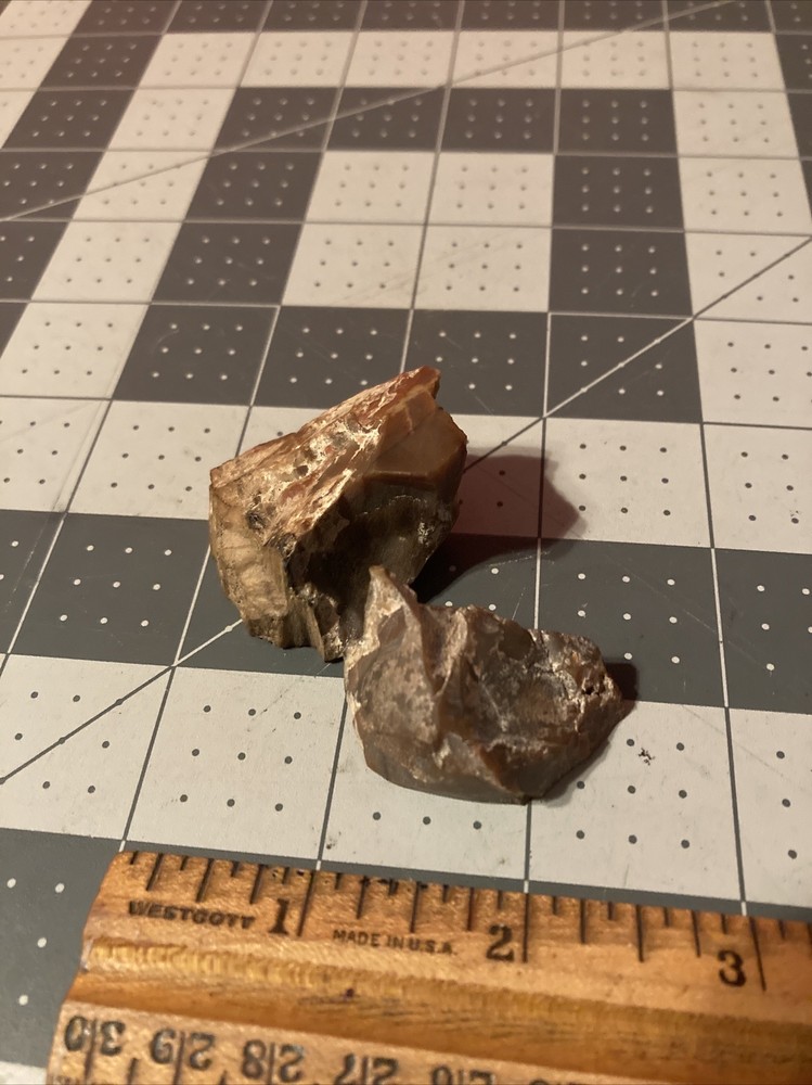 Ancient Petrified Wood Chunks