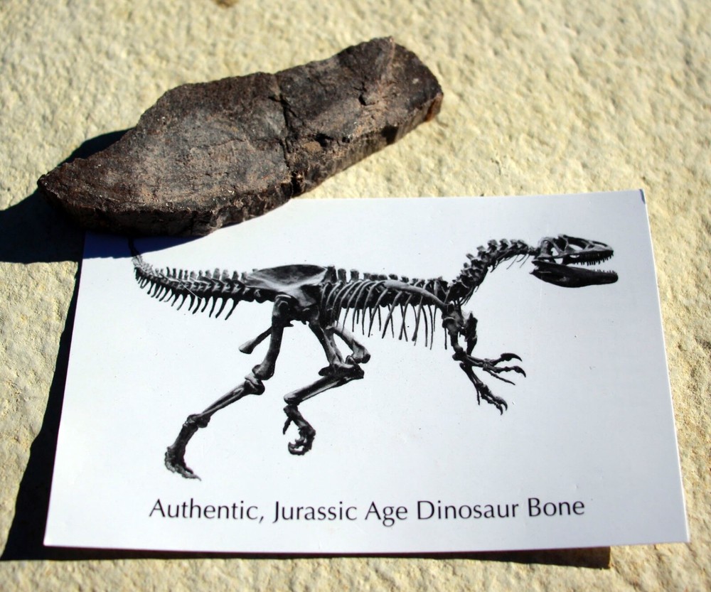 Fossil Dinosaur Bones • 5 Bagged Specimens w/ Info Cards