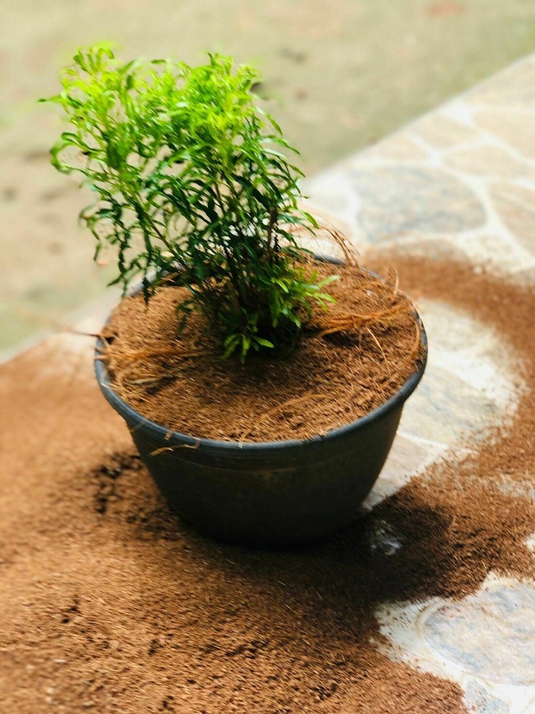 COCO COIR / COCO PEAT / 100% NATURAL ORGANIC COMPOST / HYDROPONIC GROWING MEDIA