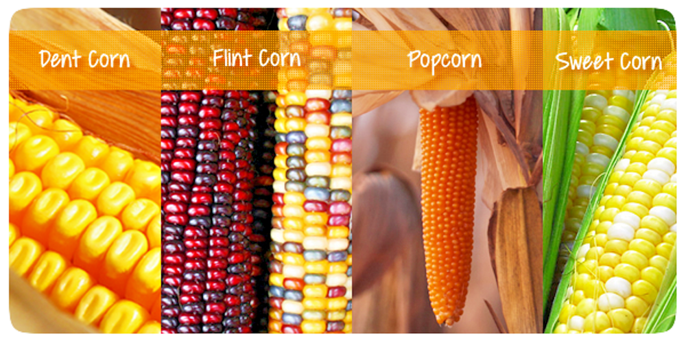 Dried Yellow Corn Maize15oz - 5lbs Free Shipping