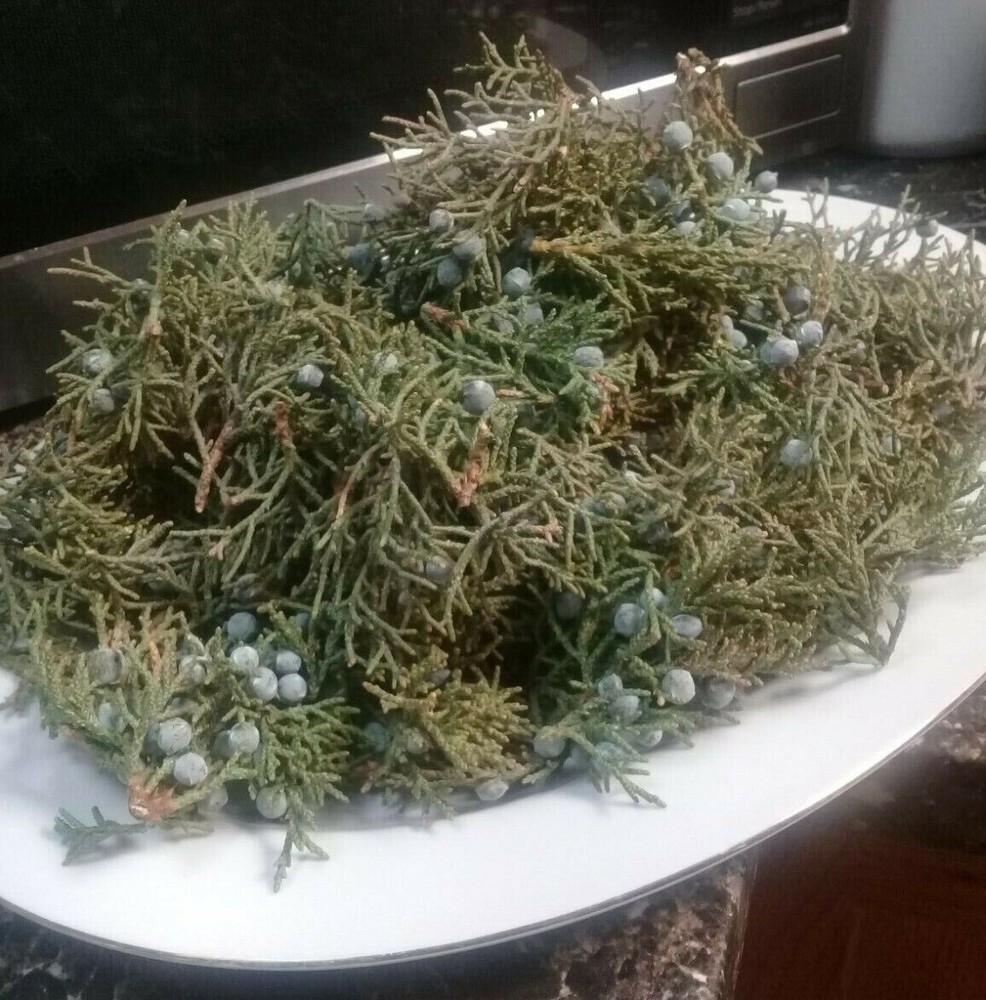 2 POUNDS FRESH ORGANIC JUNIPER  LEAVES  WITH BERRIES 