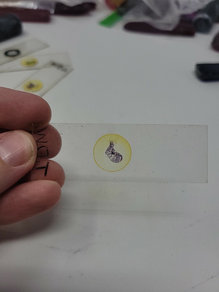 Vintage Microscope Slide 1941