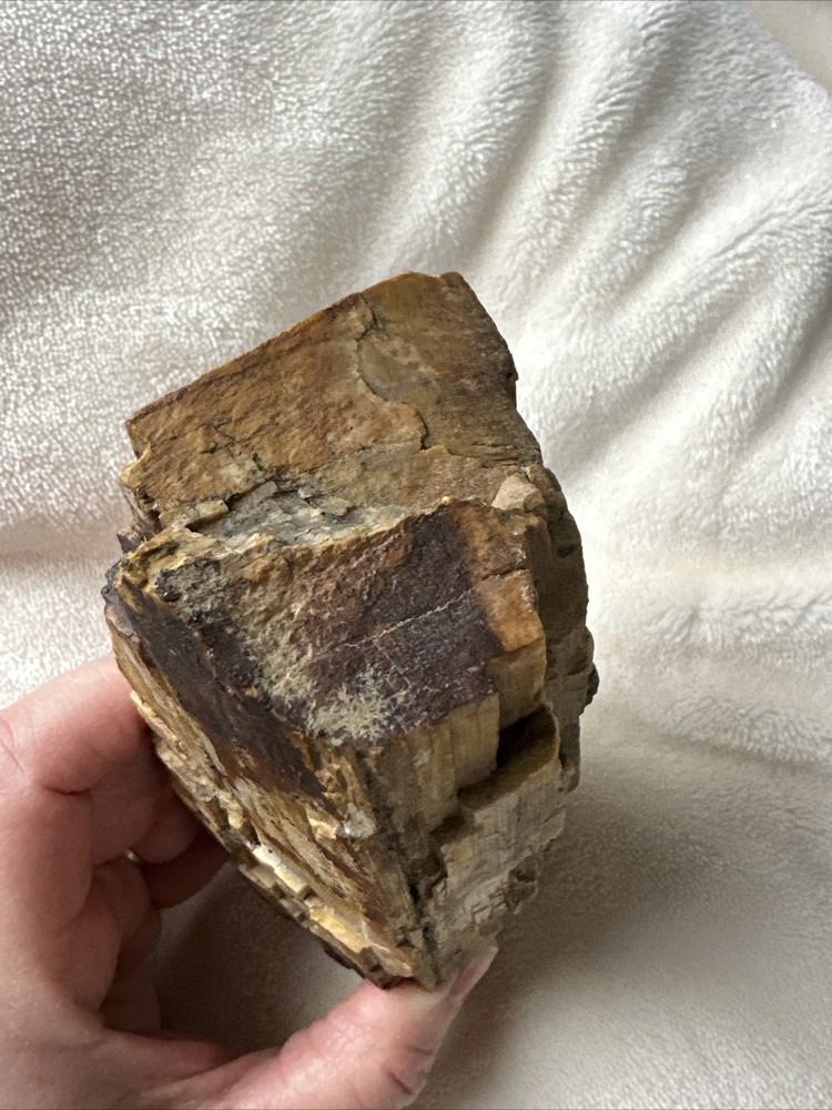 Petrified Wood