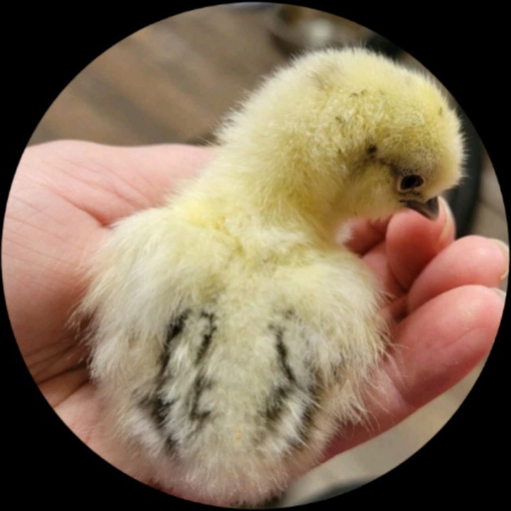 24 Silkie Hatching Eggs