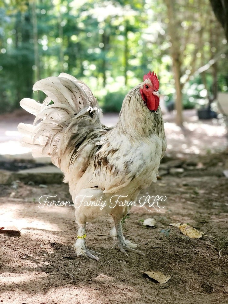 12+ Langshan Blue, Black, Splash Hatching Chicken Eggs